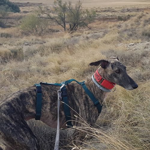 Galgos 112